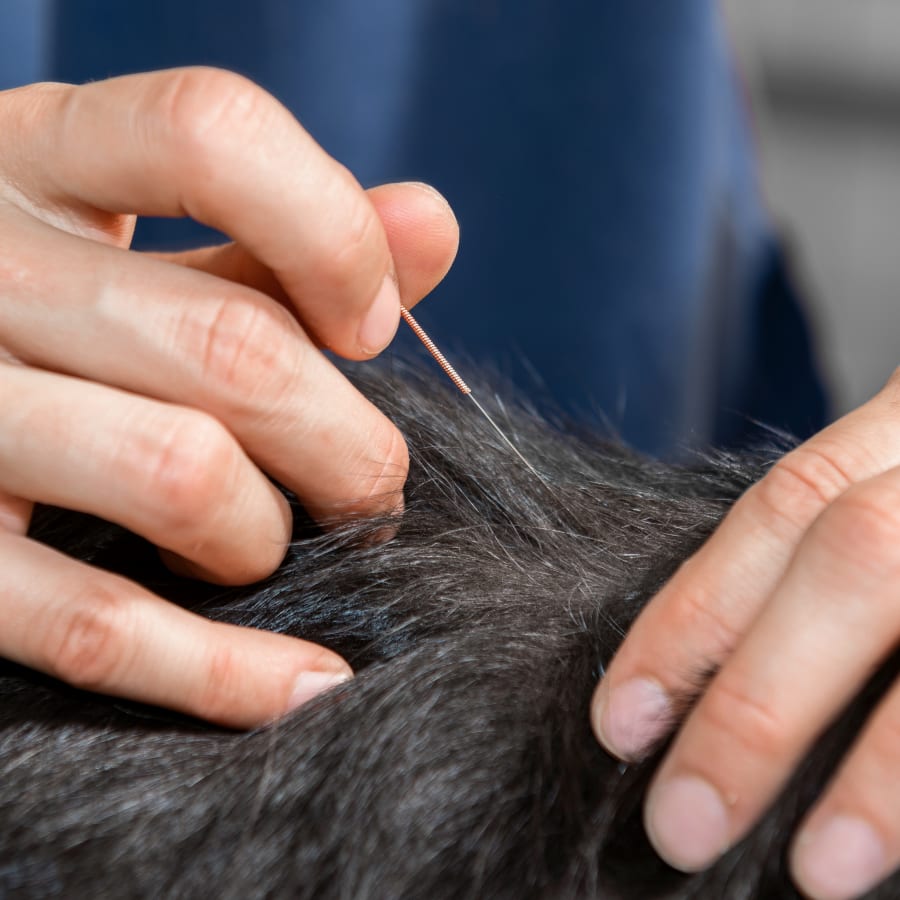 Cat & Dog Acupuncture, Torrance