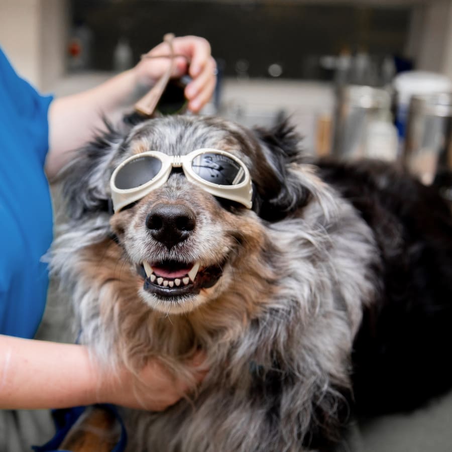 Cold Laser Therapy, Torrance Veterinarians