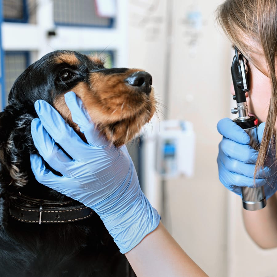 Eye Veterinarian in Torrance | Veterinary Ophthalmology Service