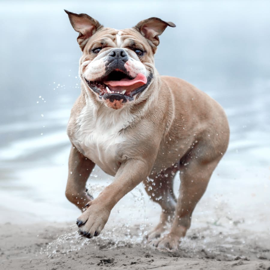 Orthopedic Surgery, Torrance