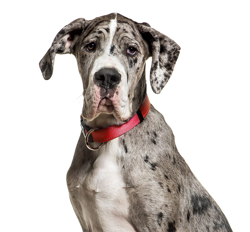 Giant Dogs, Harbor Animal Hospital